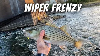 Non-Stop Fall Wiper and White Bass Fishing Below Two Different Spillways (Wiper Catch and Cook)