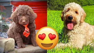 Labradoodle — Funny And Adorable Videos And Tik Toks Compilation