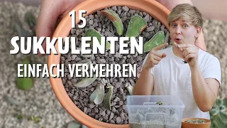 So vermehrst du 15 verschiedene Sukkulenten + Update nach 1 Monat 🌵