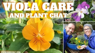 🧡 Viola Plant Chat: Learn Viola Plant Care and More - SGD 226 🧡