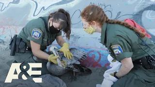 Line from Irresponsible Fisherman Traps a Pelican | Live Rescue | A&E