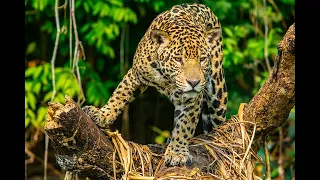 Leopard Attack Man | Wild Animal Attack in Forest | Indian leopard attack video