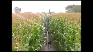 Maize Clip ExpoAgro 1