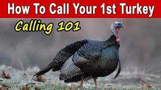 How To Call Turkeys For Beginners & Basic Calling Strategy