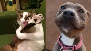 🤣 Funniest 🐶 Dogs and 😻 Cats - Awesome Funny Pet Animals Videos 😇 Best funny4