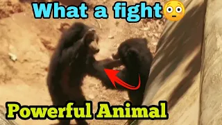 "Incredible Bear Fight Caught on Camera!"