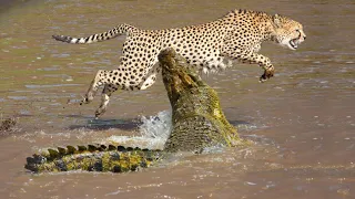15 Tragic Moments! Oblivious Cheetah Enters The Crocodile's Trap