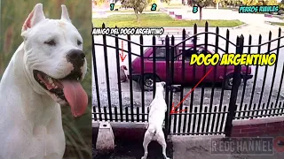 Dogo Argentino Protege a su Amigo Perruno/ Cuando el barrio te respalda/Dogo Argentino contra perros