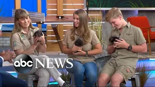Crikey! It's the Irwins on 'GMA Day' with 'Quilly Nelson' and a huge python!