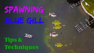 How to target GIANT Spawning Blue Gills!