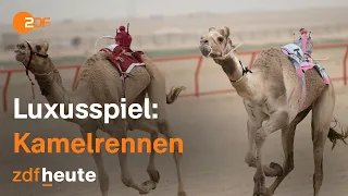 Die Spiele der Reichen in Kuwait: Kamelrennen per Joystick I auslandsjournal