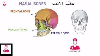 عظام الأنف | nasal bones