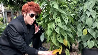 INEFFABLE PLANT SHOPPING (Good Omens Cosplay)