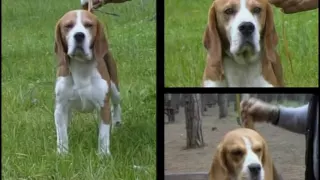 Beagle - Pet Dog Documentary English