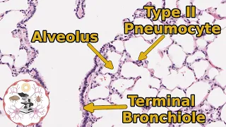 Lung Histology From Bronchi to Alveoli - For Beginners