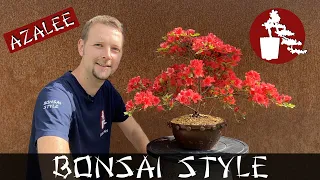 Eine Azalee auf dem Weg zum Bonsai | Rhododendron obtusum 'Elfie' | #064 Bonsai Style