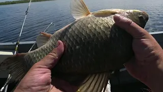 Рекордный КАРАСЬ. Улов 17 кг. Рыбалка на самодельную приманку из пшена. (Карась, сазан, окунь, язь)