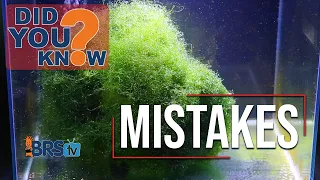 Avoid THESE Pitfalls &  Mistakes When Setting Up Your Saltwater Aquarium’s Refugium!