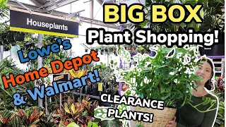 $6 Raven ZZ! Big Box Plant Shopping at Lowe's, Home Depot, & Walmart - Shop With Me Plant Haul