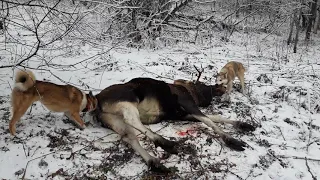 Первый снег. Охота с лайками на лося. |  The first snow. Hunting with laika (huskies) for moose