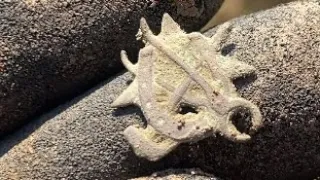 КОП НА МАСОНСКОМ ПОЛЕ! ЭТО ВАМ НЕ КОП ПО ВОЙНЕ! WW2 METAL DETECTING