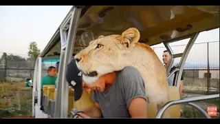 Львица заходит в автобус ! КОМУ СЕГОДНЯ ПОВЕЗЕТ? The lioness got on the bus!