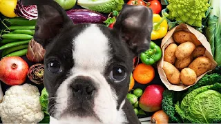 Top 5 Vegetables Boston Terriers LOVE! (Owners Surveyed)