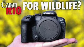 Canon R10 Field Test Using Sigma 150-600C & RF100-400!!