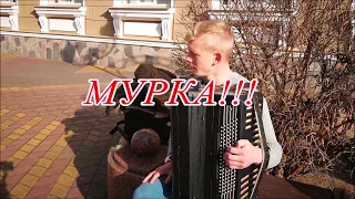 Вы просили МУРКУ!!! Нате вам МУРКУ!!!