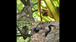 Birding in Singapore-Sunda Scops owl and uncommon residents of Pasir Ris Park.