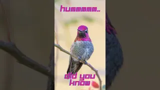 Did you know a HUMMINGBIRD can... #Shorts
