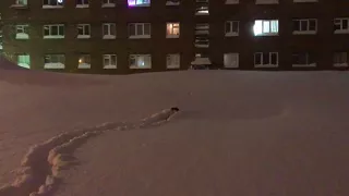 Пёс мартин гуляет в Норильске
