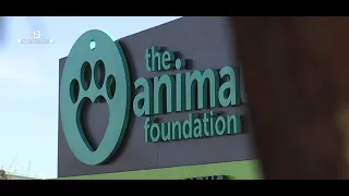 13 Investigates: Problems continue to plague The Animal Foundation