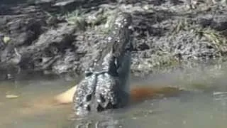Croc gets the wallaby! Yellow Water, Kakadu