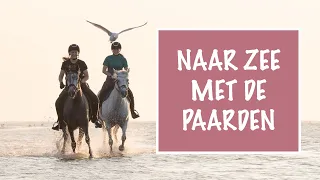 Naar zee met de paarden