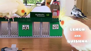 What should I say to the Cockatiel “LEGO” Builders