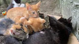 Cute Kittens fighting to drink milk. Mother Cat is breastfeeding her kittens.