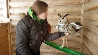 Eagle-owl Varya from Kolomenskoye Park also became a little bit UHOO-HOO-HOO