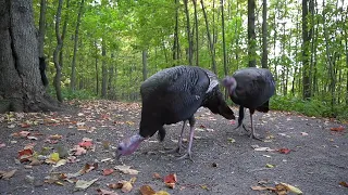 Turkeys and Friends out in the Forest - 10 Hours - Oct 28, 2022