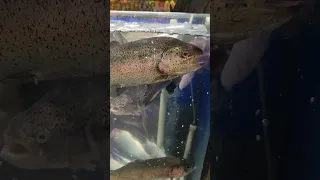 fishing in a supermarket in Belarus