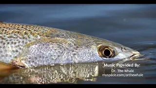 New England Weakfish | S11 E1