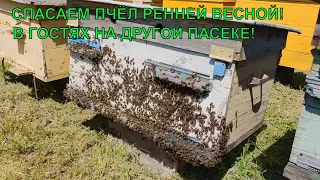 Спасаем пчелиную семью в гостях у друга на пасеке✅🐝☝️