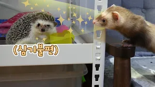 고슴도치 밥이 더 맛있어 보이는 페럿 ㅋㅋㅋㅋ | Ferret wants to eat hedgehog’s food.