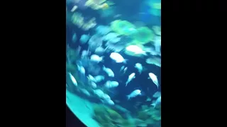 Самый крупный океанариум в Азии