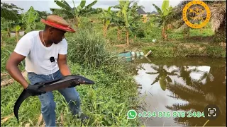 Keeping eja osan, the African knife at the fish farm