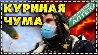 Куриная ЧУМА атакует! Чем лечить, и  где брать вакцину? (болезнь ньюкасла)