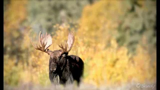 Bull Moose of the Grand Tetons 2021-Wildlife Photography-Jackson Hole/Grand Teton Park/Yellowstone