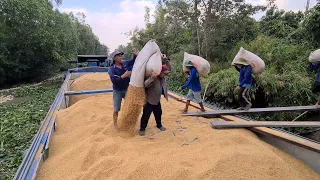 Quá trình vận chuyển lúa xuống xà lan/The process of transporting rice to barges