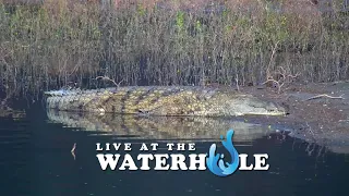 Crocodiles, Birds & Elephants - Live At The Waterhole