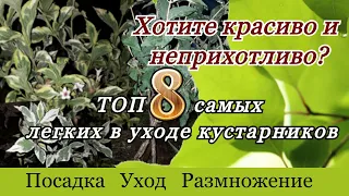 ТОП 8 самых неприхотливых кустарников. Часть 2